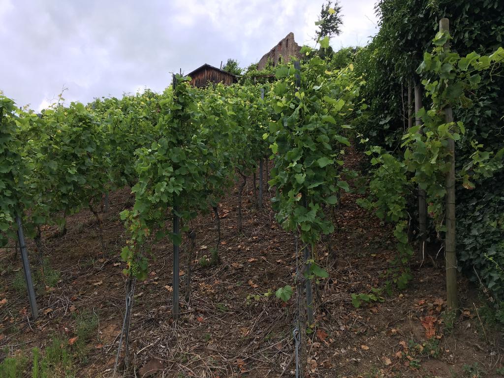 Gasthaus Zum Hirschen Staufen im Breisgau Exterior foto